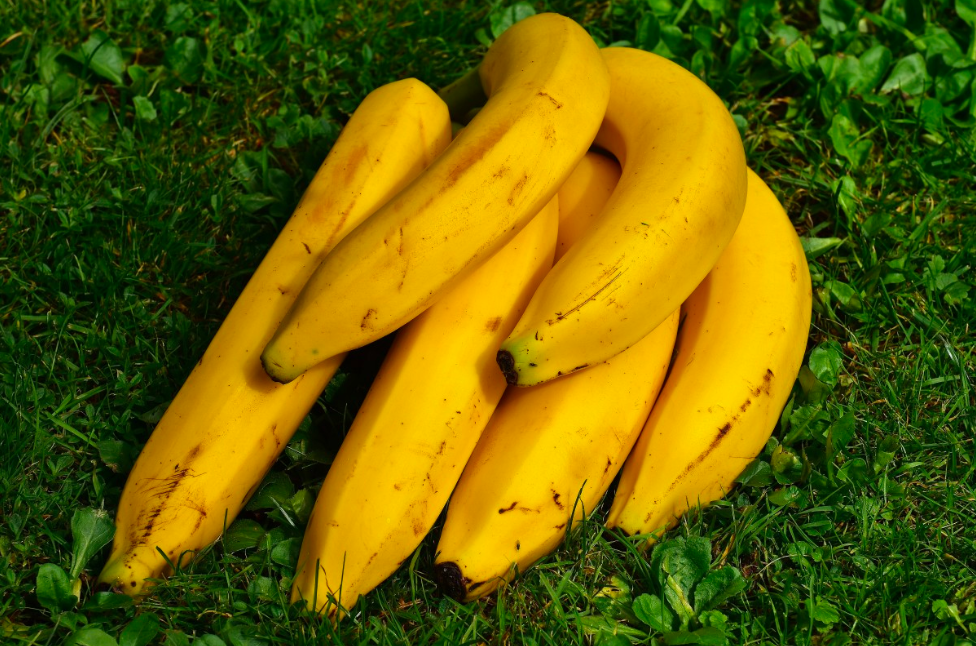 A cluster of ripe yellow bananas resting on vivid green grass, presented in a natural outdoor setting.