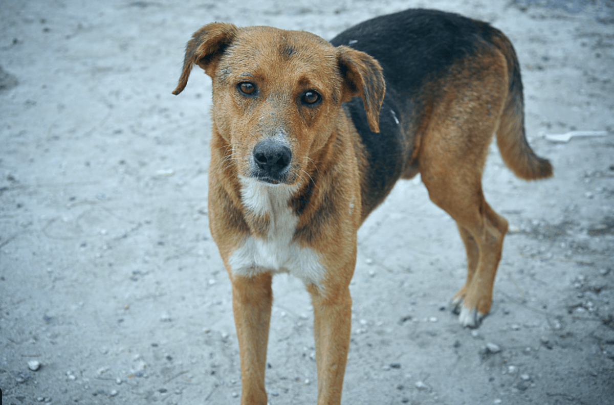 A thin stray dog scavenging for food from roadside garbage in an urban area.