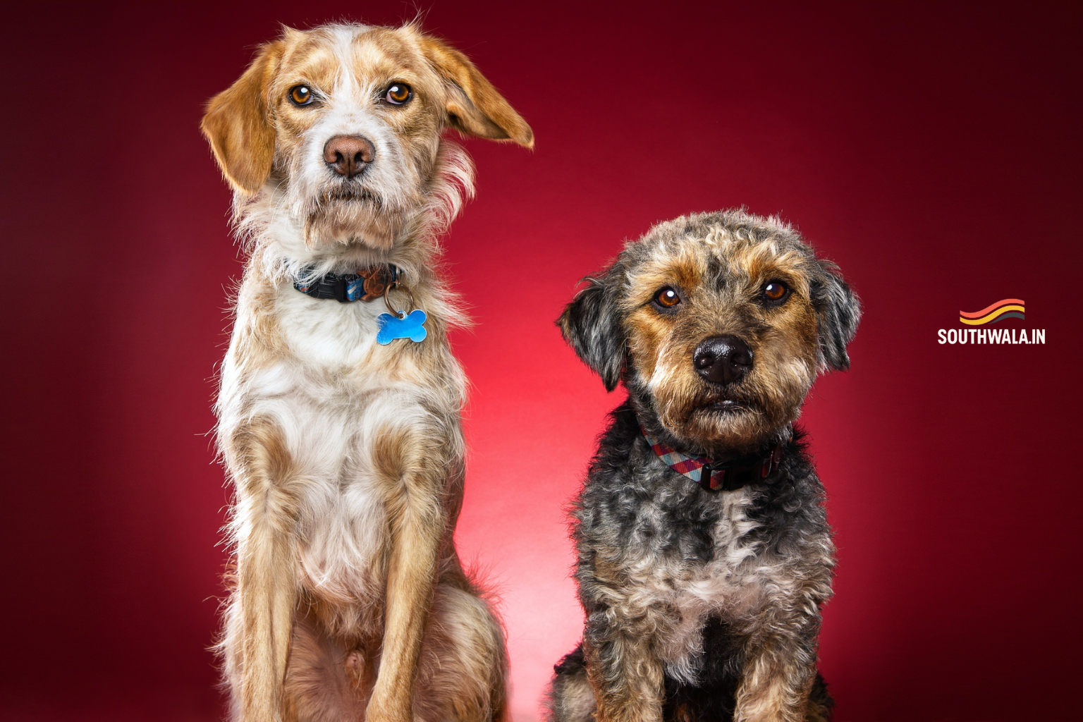 Can Two Pets Really Fall in Love